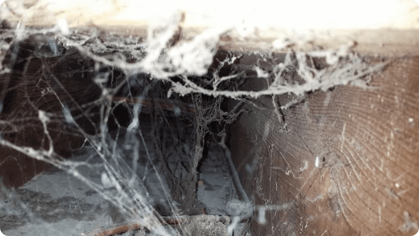 Dusty cobwebs in a wooden corner